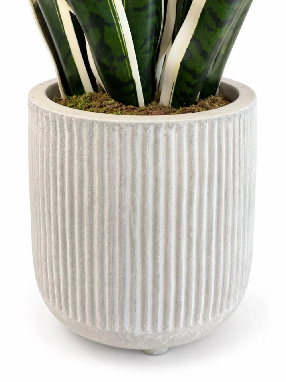 Large Faux Snake Plant in White Ribbed Planter